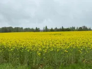 Image alt text