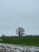 Image alt text