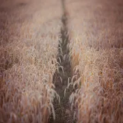 Image alt text
